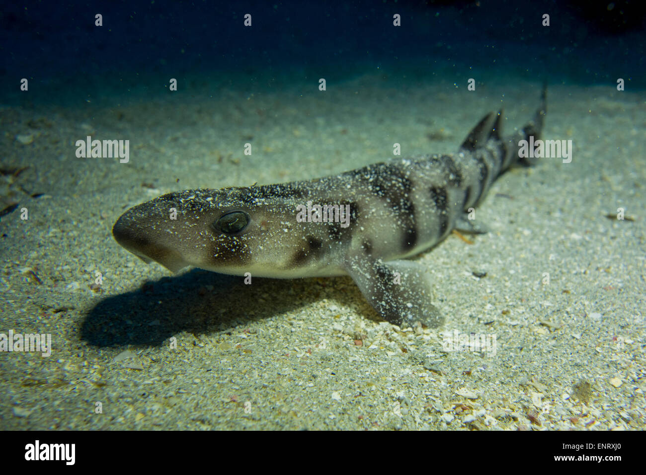 Nursehound shark, Scyliorhinus stellaris, dal Mar Mediterraneo. Questa foto è stata scattata a Malta. Foto Stock