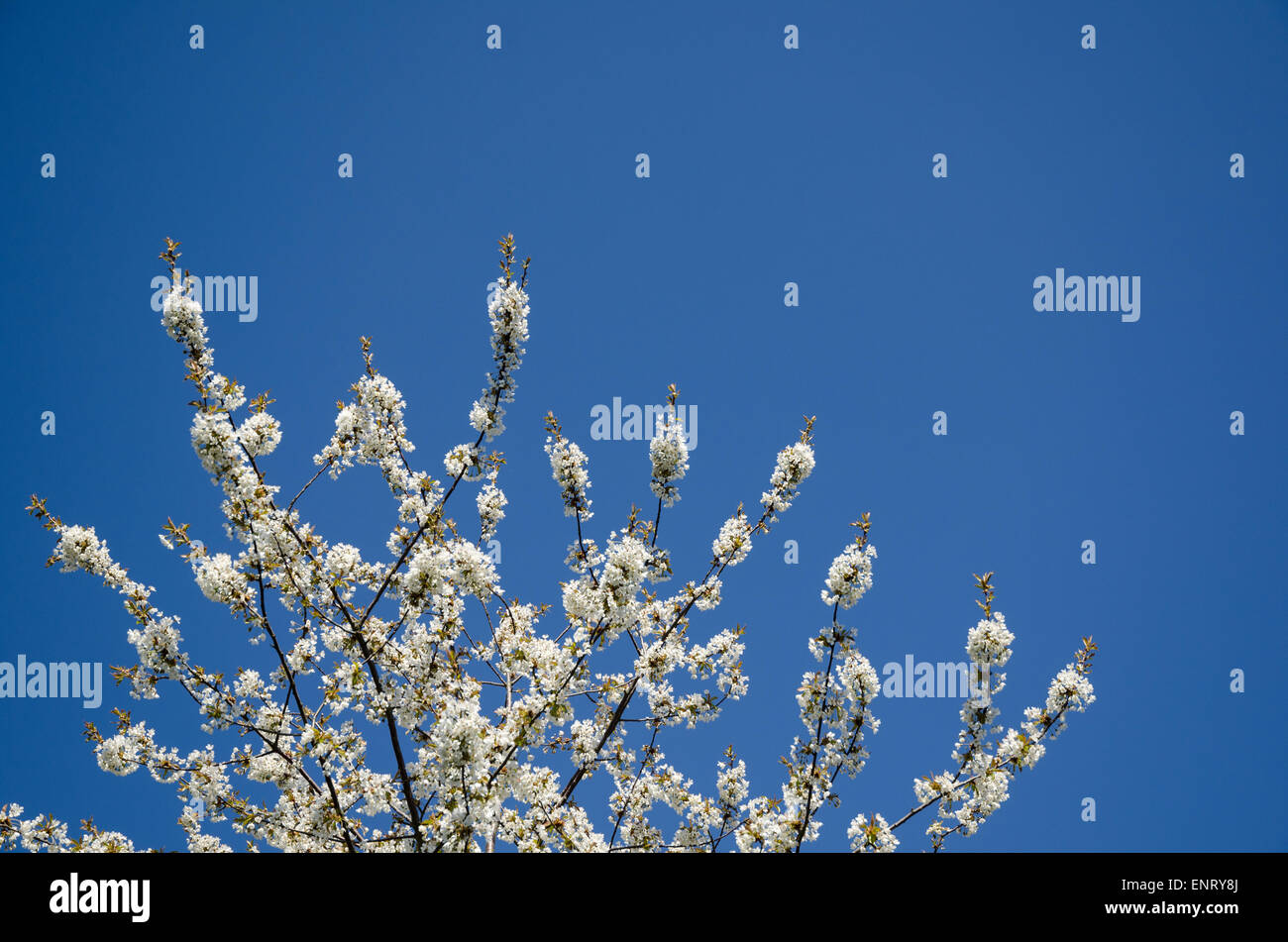 Ciliegio rami con fiori di colore bianco in un cielo blu chiaro Foto Stock