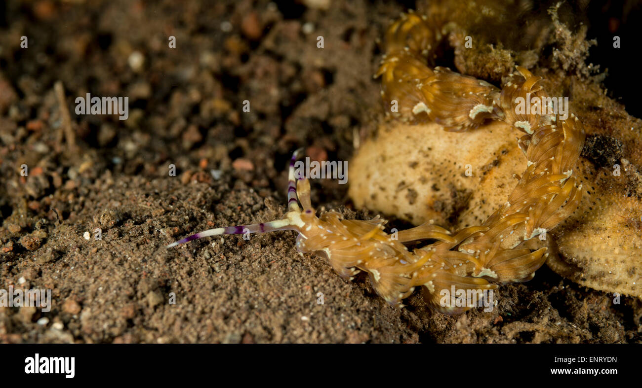 Serpente nudibranch sul fondo del mare Foto Stock