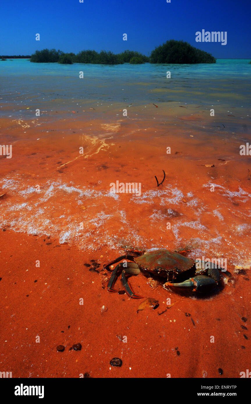 Grandi mudcrab (Scilla serrata) sulle rive di Roebuck Bay, vicino Broome, regione di Kimberley, Australia occidentale Foto Stock