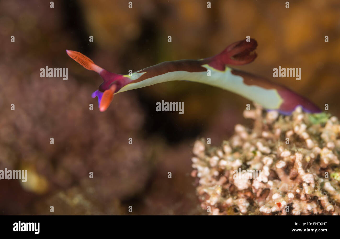 Nudibranch un corallo Foto Stock