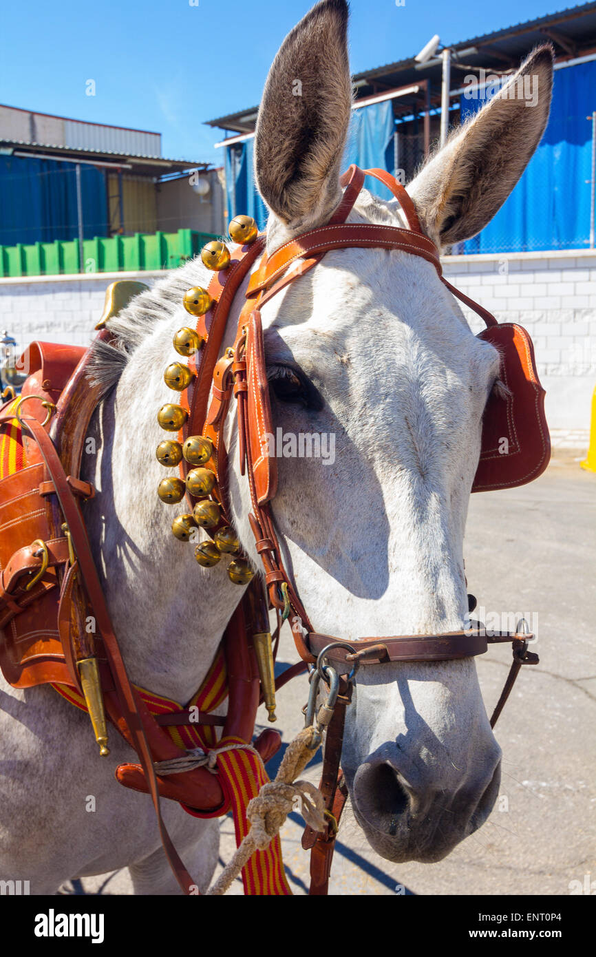 Piuttosto bianco cavallo andaluso ornamenti Rattlesnake Foto Stock