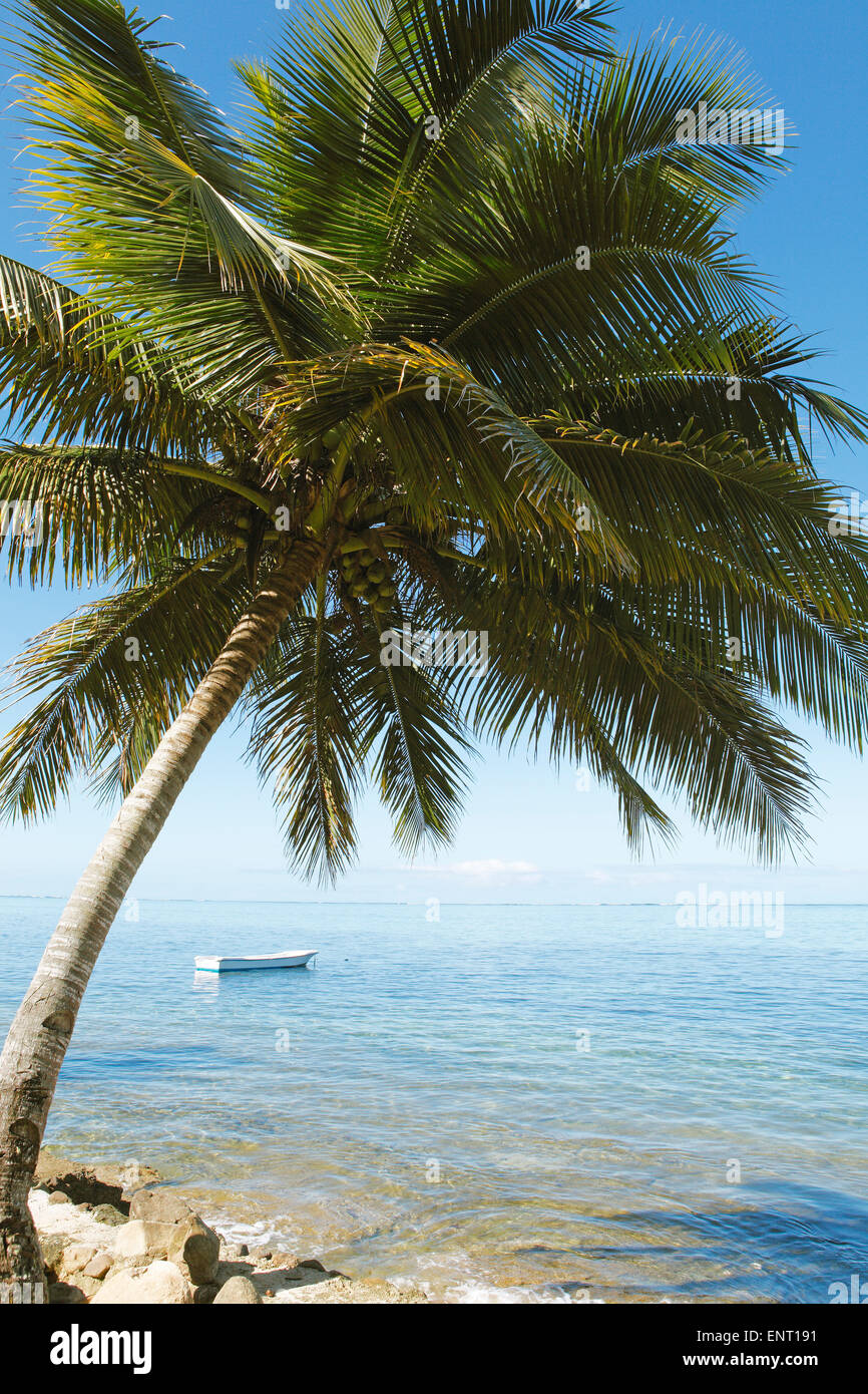 Barca e Palm tree sulla Coral Coast, Korolevu, Viti Levu, Isole Figi Foto Stock