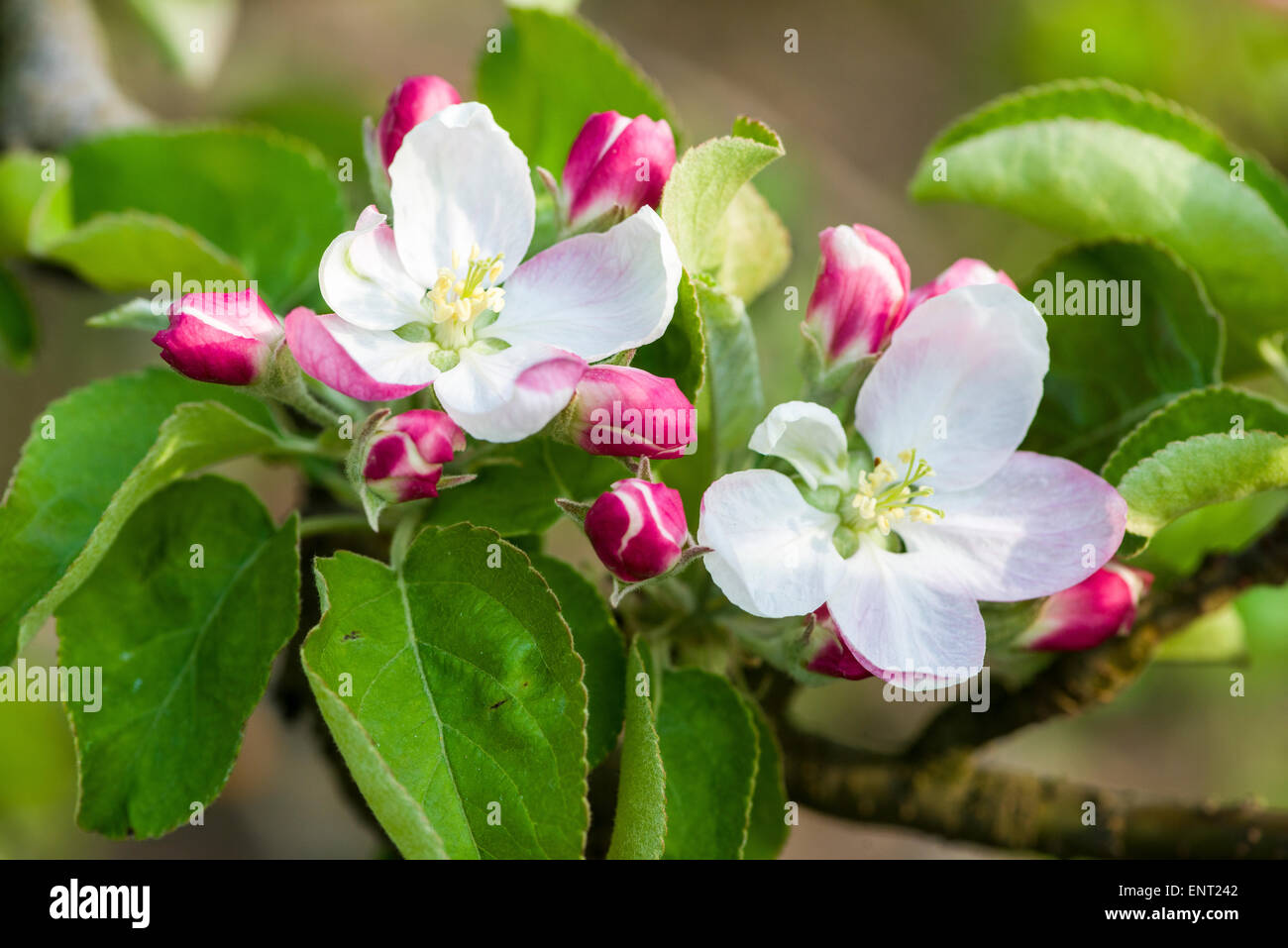 Blossoms di apple di varietà " Golden Delicious ", Auer, Alto Adige, Italia Foto Stock