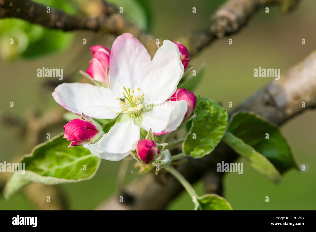 Fiore di apple di varietà " Golden Delicious ", Auer, Alto Adige, Italia Foto Stock