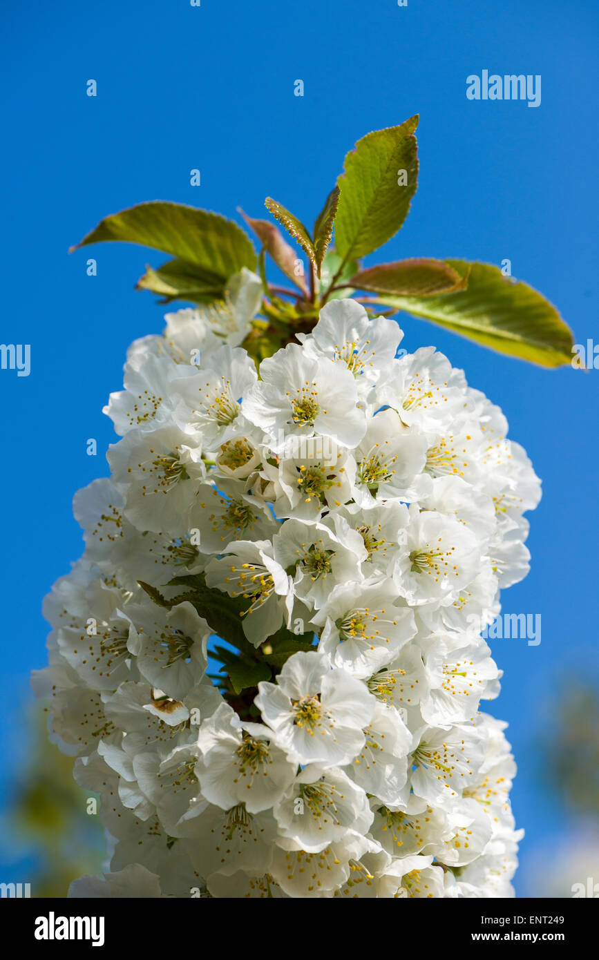 Fiori di Ciliegio, Cazzano di Tramigna, Verona, Italia Foto Stock