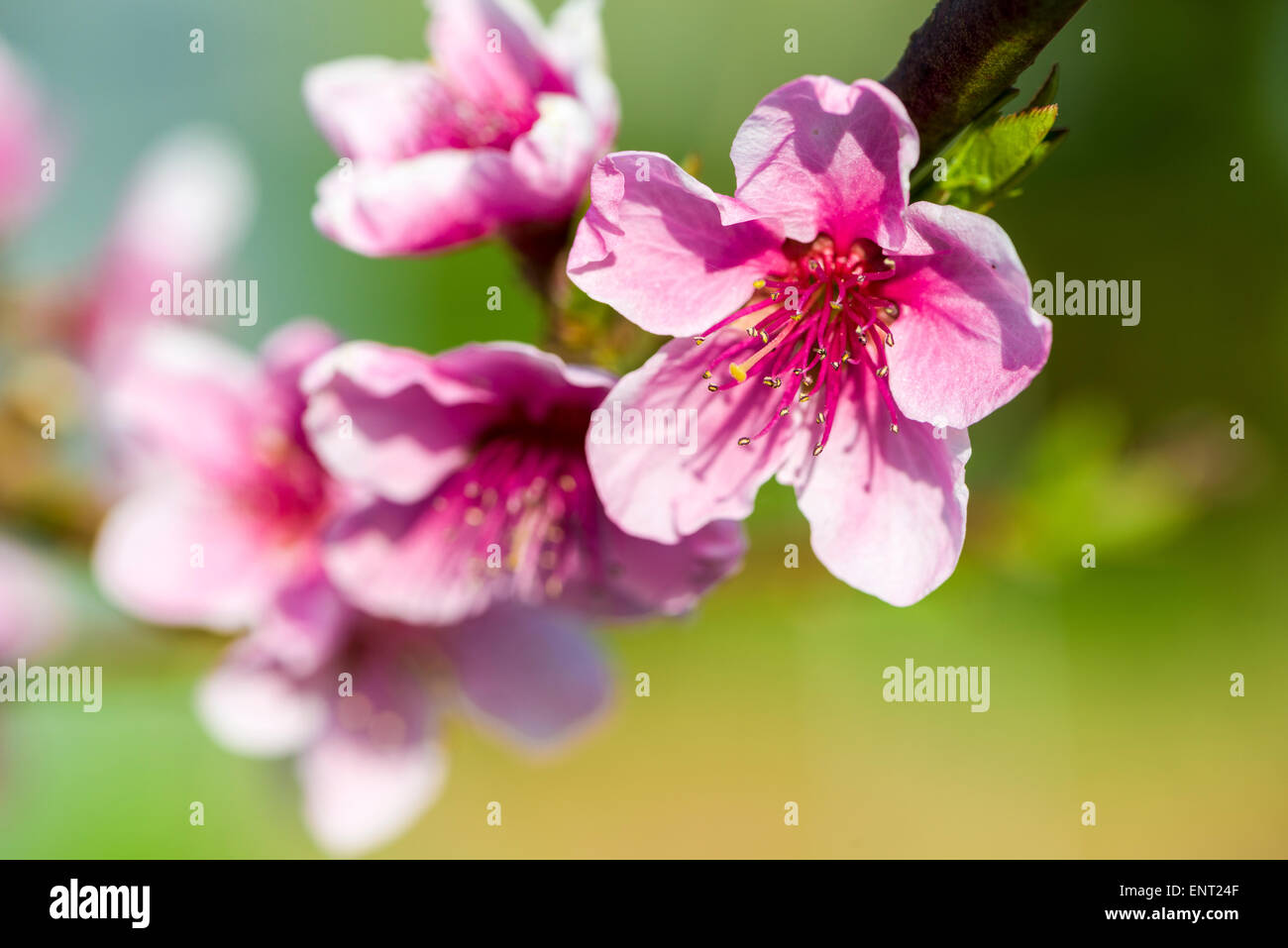 Fiori di Ciliegio, Sant' Andrea, Verona, Italia Foto Stock