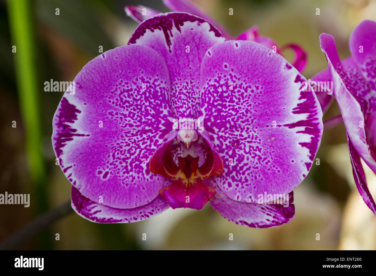 Ibridi di Phalaenopsis " Taiwan " " Red Cat' (Orchidaceae), la casa delle  orchidee sull isola di Mainau, Baden-Württemberg, Germania Foto stock -  Alamy