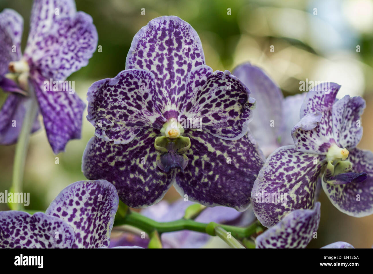 Orchidea Phalaenopsis lilla - Casa delle Piante