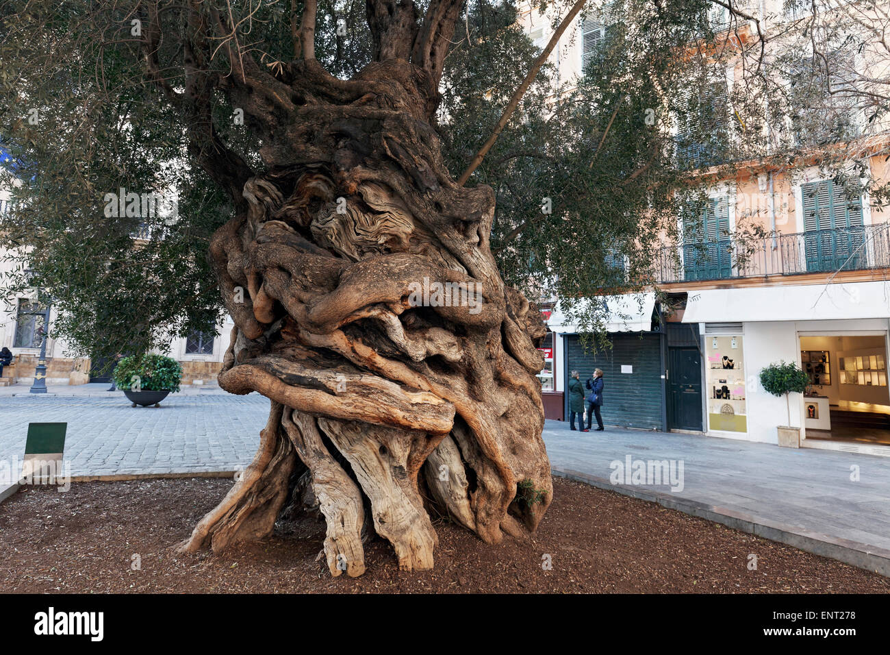 Ulivo millenario albero, Olivera de Cort, Palma de Maiorca, Maiorca, isole Baleari, Spagna Foto Stock