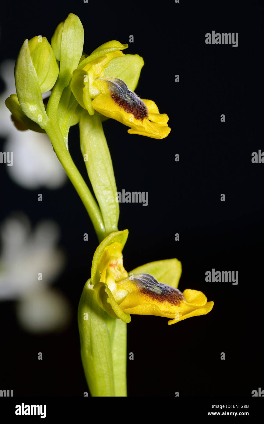 Yellow Bee Orchid - Ophrys lutea con due fiori Foto Stock