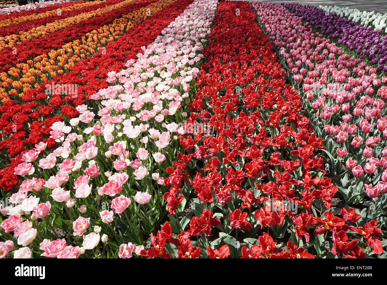 I tulipani in giardini Keukenhof Olanda -2 Foto Stock