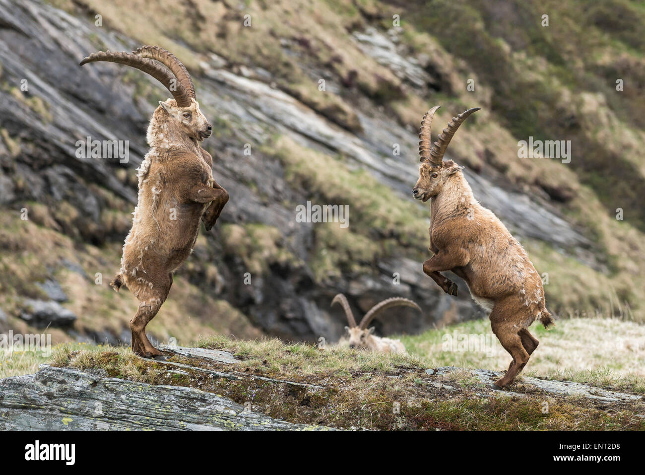 Lo stambecco (Capra ibex), in lotta per il predominio della gerarchia, Alti Tauri Parco Nazionale della Carinzia, Austria Foto Stock