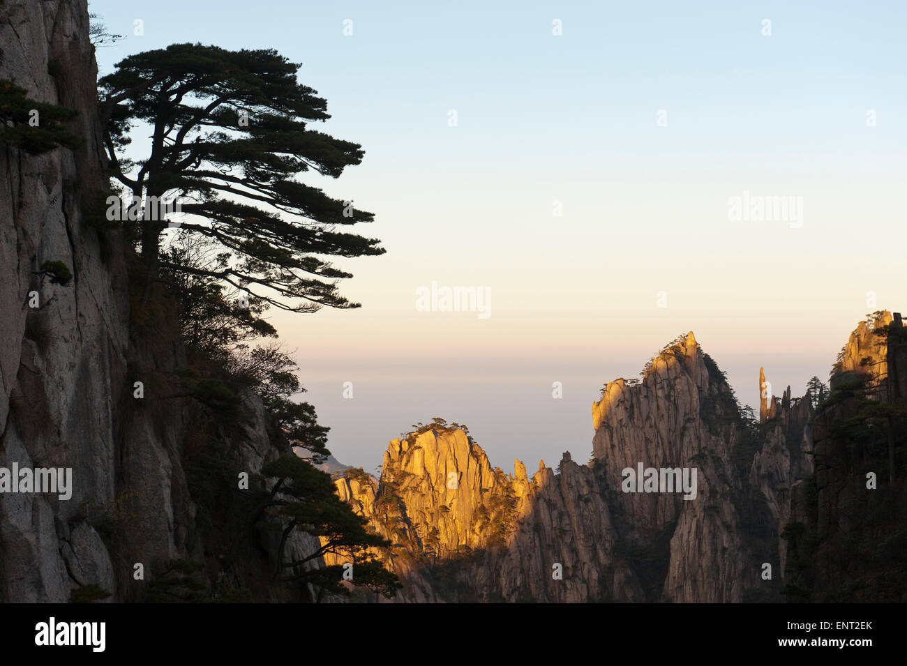 Bizzarre rocce torreggianti e montagne coperte di alberi sparsi, Huangshan pini (Pinus hwangshanensis), nella luce della sera Foto Stock