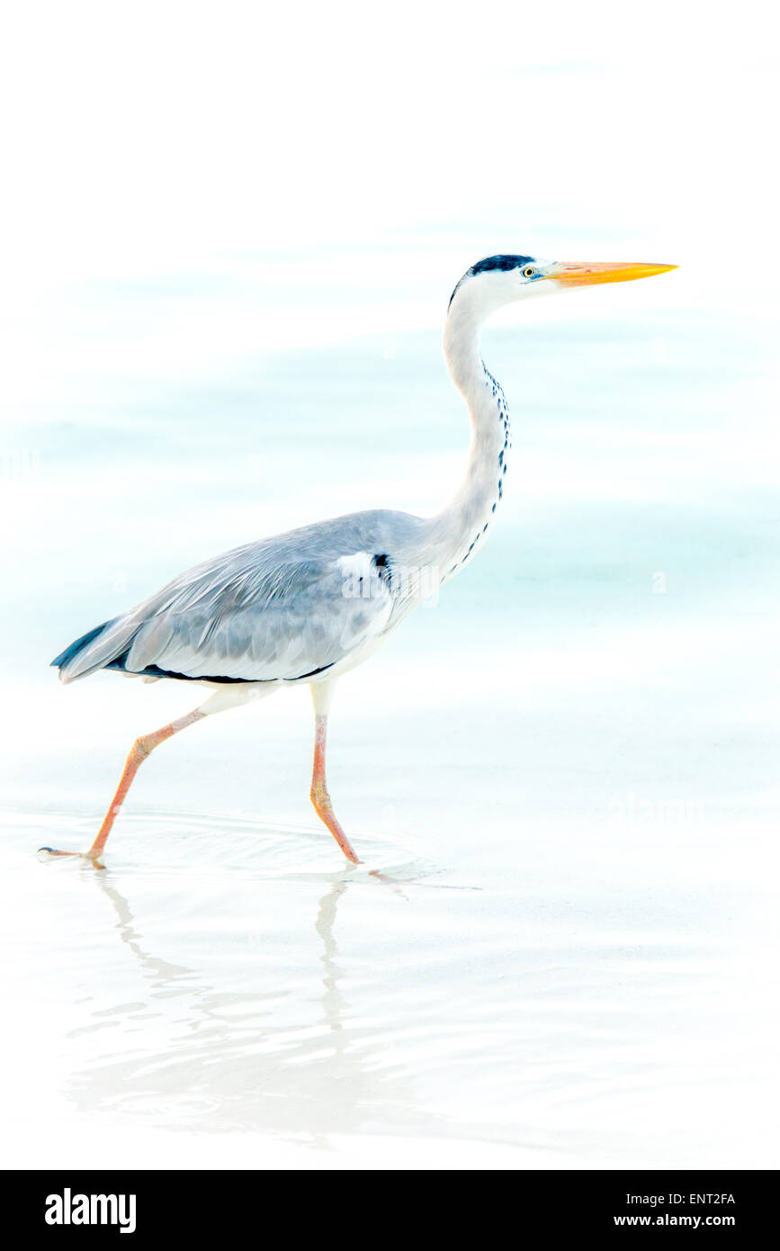 Airone cenerino wading trogolo di acqua Foto Stock