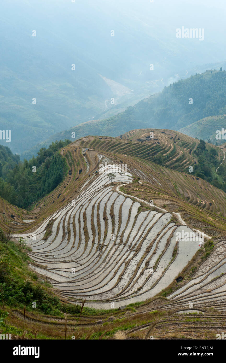 Longsheng terrazze di riso, Longji campi terrazzati, vicino a Guilin, Guangxi Regione autonoma, Cina Foto Stock