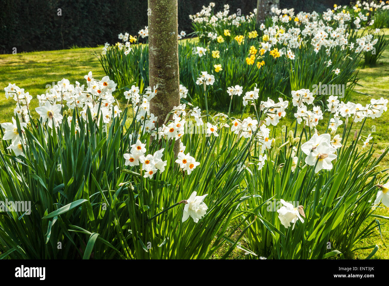 Giunchiglie in giardino di primavera presso la struttura Bowood Station Wagon nel Wiltshire. Foto Stock