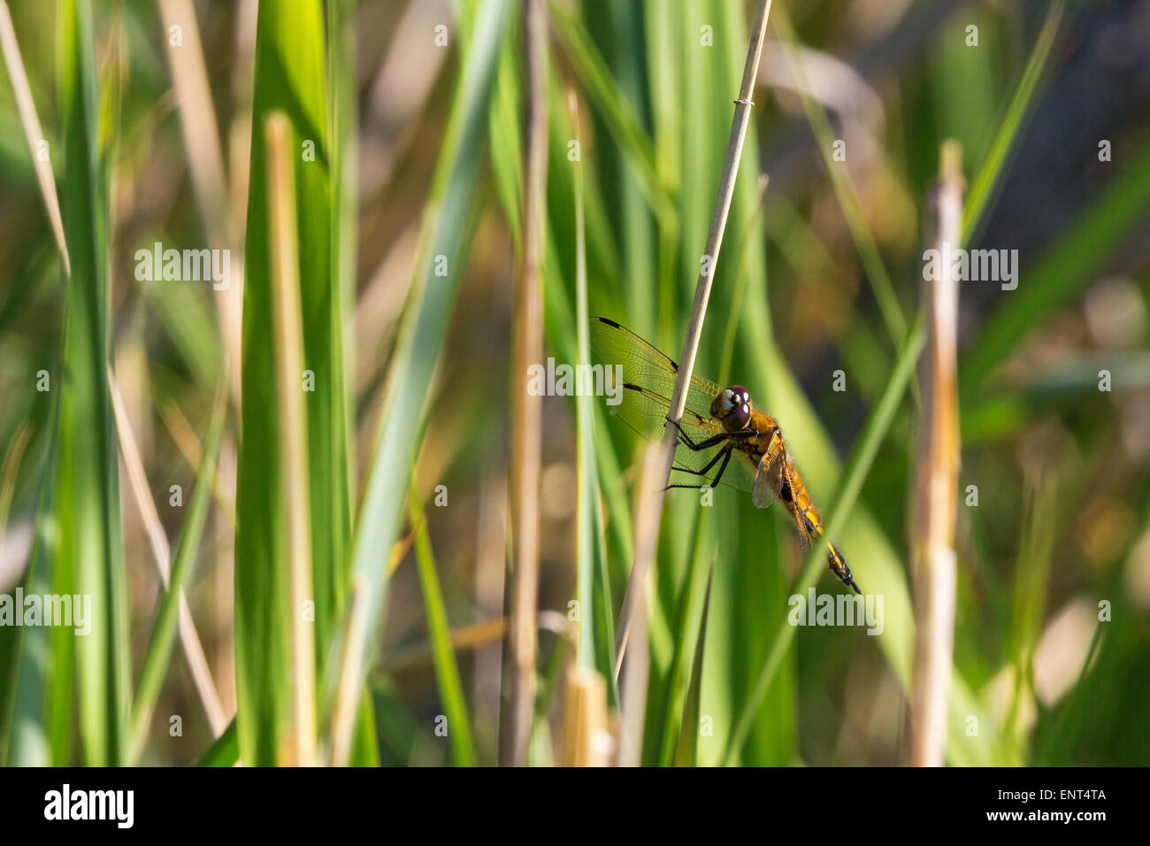 Libellula gialla seduti su una paglia da foraggio nella boccola Foto Stock