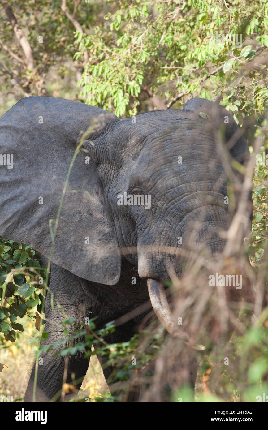 Bull Elephant (Loxodonta africanus). Vita solitaria di sesso maschile. Mole National Park. Il Ghana. Africa occidentale. Foto Stock