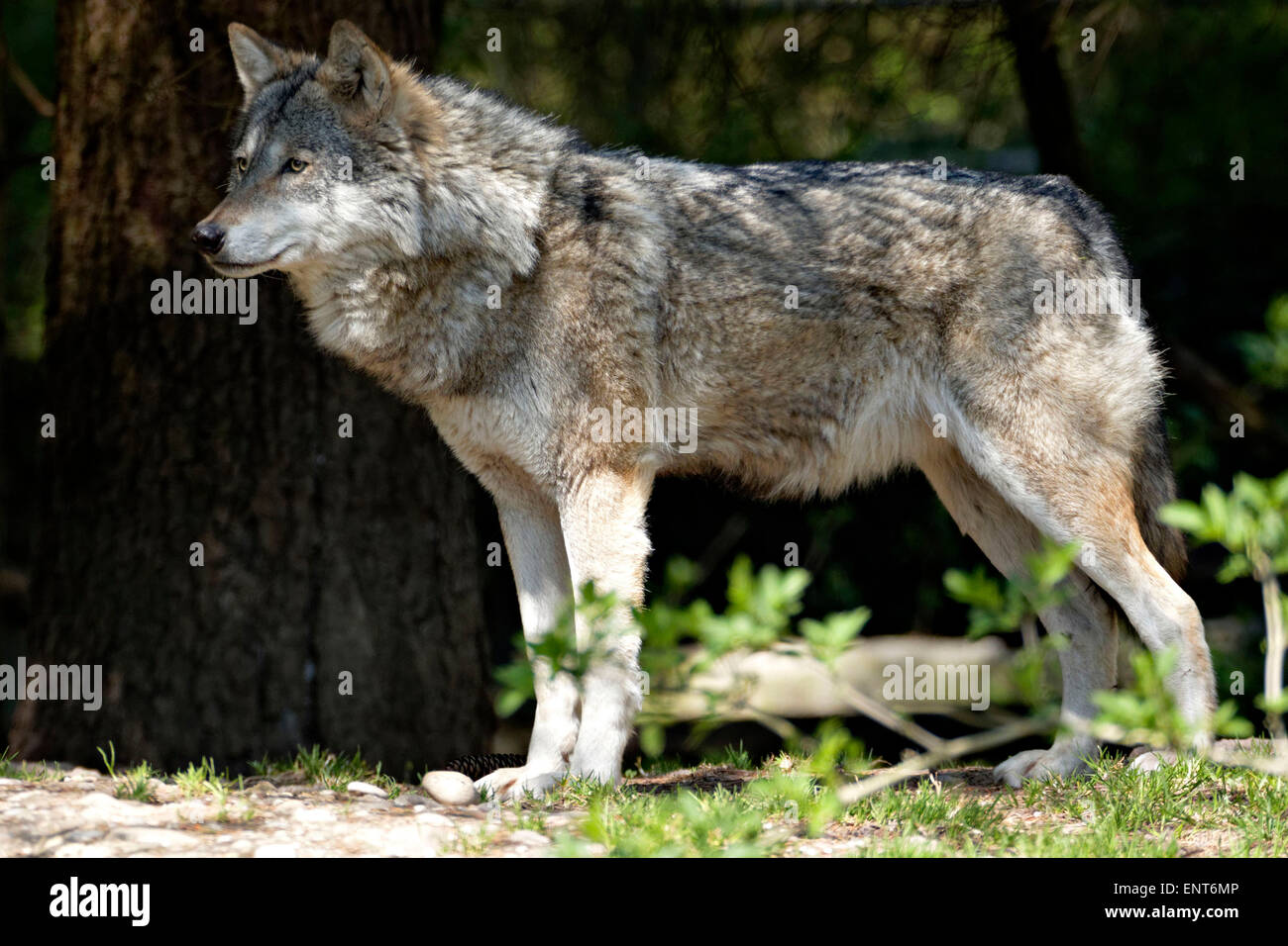 Unione Lupo (Canis lupus lupus) Foto Stock