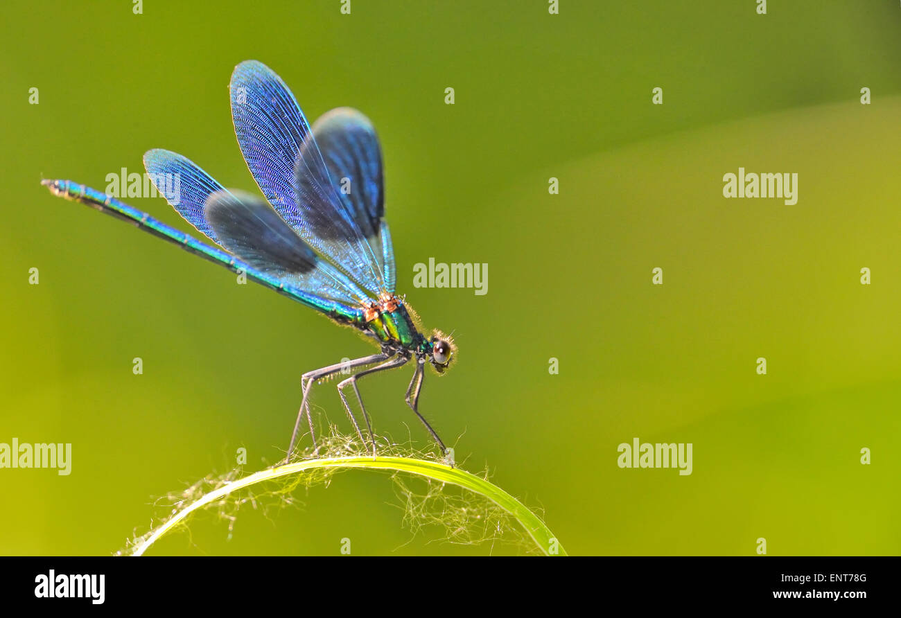 La libellula blu sorge su di un'erba Foto Stock