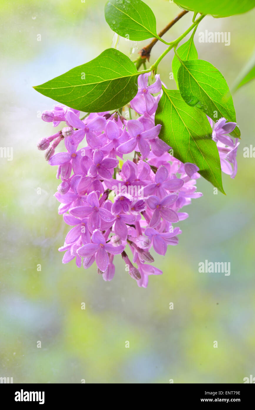 Immagine macro di lillà della molla fiori viola Foto Stock