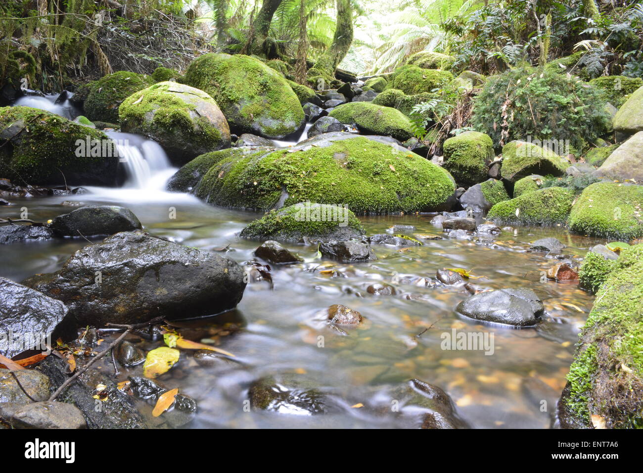 Acqua Fall River Crystal Clear Rain Forest Victoria Australia Mt Donna Buang Foto Stock