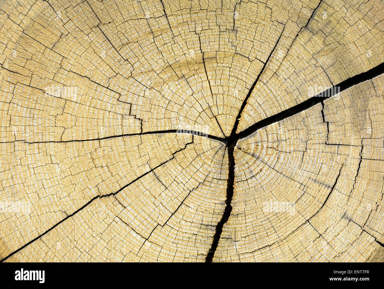 Annal tree anelli di crescita sulla estremità di un taglio basso tronco di albero. Foto Stock