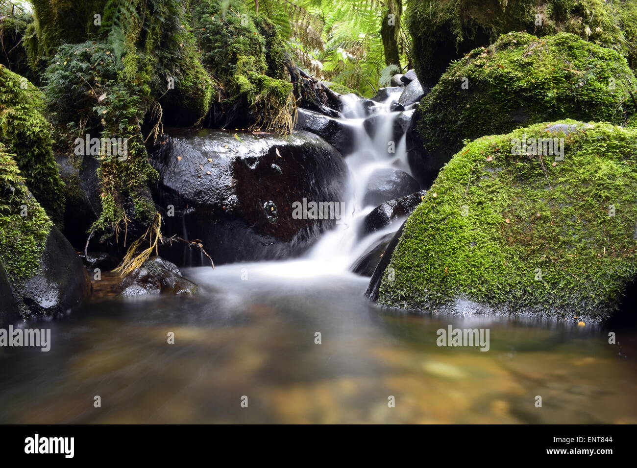 Acqua Fall River Crystal Clear Rain Forest Victoria Australia Mt Donna Buang Foto Stock