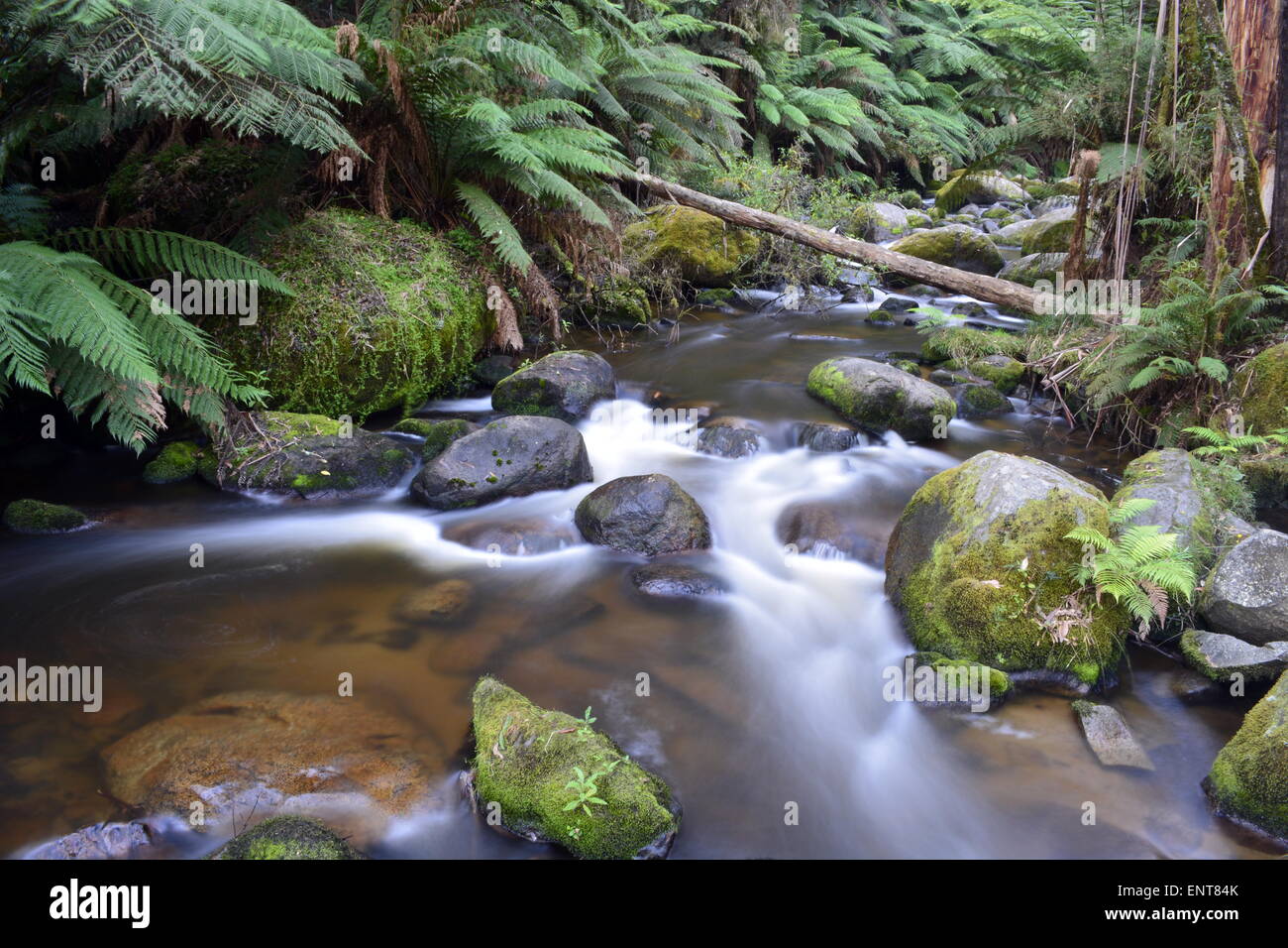 Acqua Fall River Crystal Clear Rain Forest Victoria Australia Mt Donna Buang Foto Stock