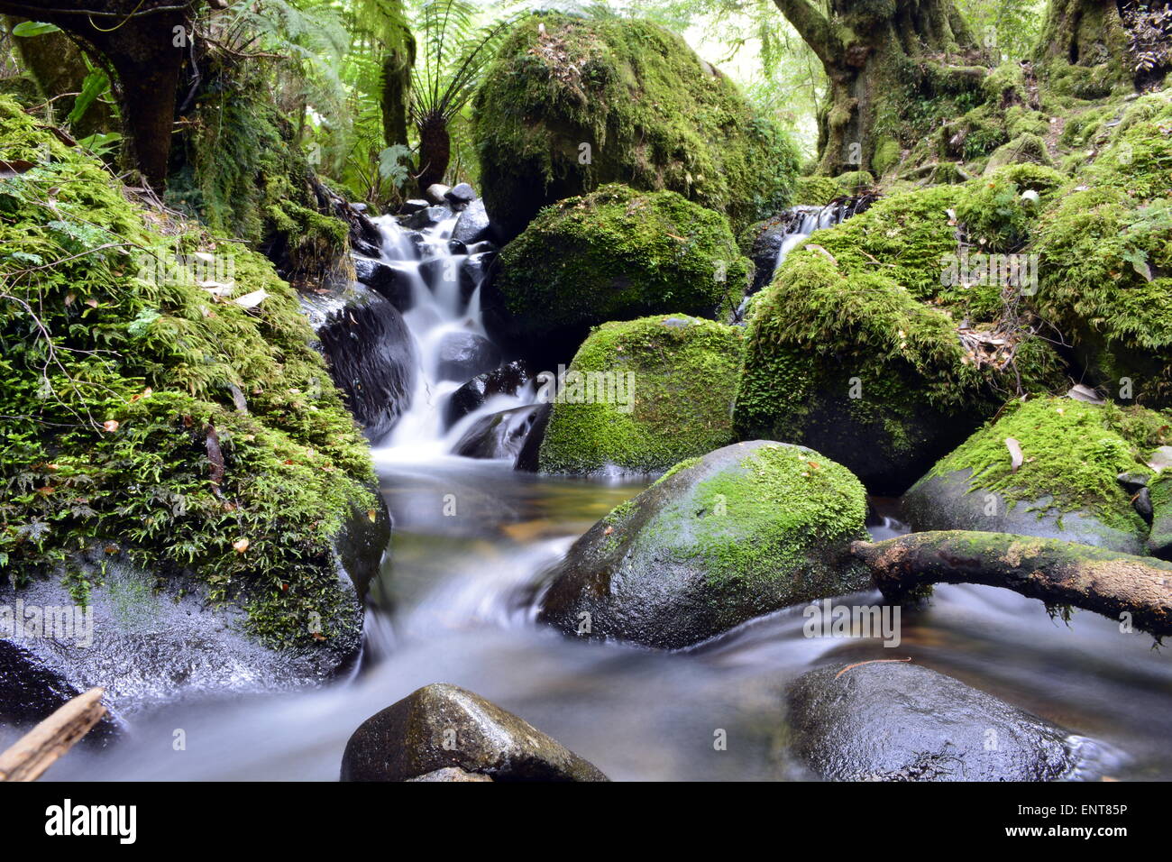 Acqua Fall River Crystal Clear Rain Forest Victoria Australia Mt Donna Buang Foto Stock