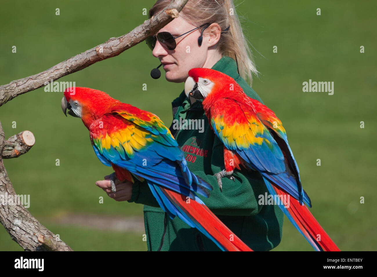 Il presentatore del volo libero addestrato Scarlet Macaws (Ara Macao), alla visita di membri e visitatori. Whipsnade Zoo. Foto Stock