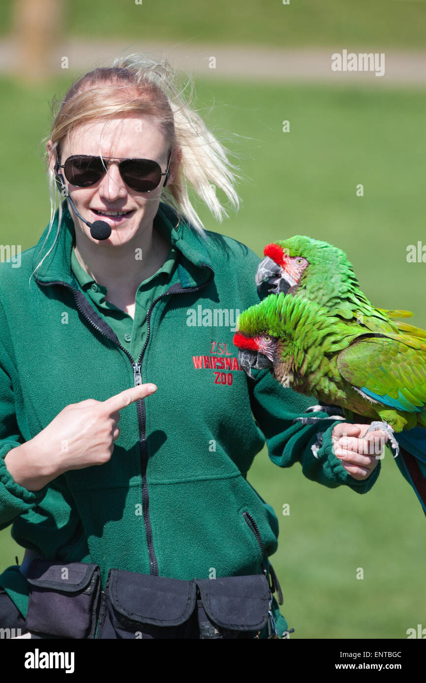 Il presentatore del volo libero addestrati Macaws militare (Aramilitaris), alla visita di membri e visitatori. Whipsnade Zoo. Foto Stock