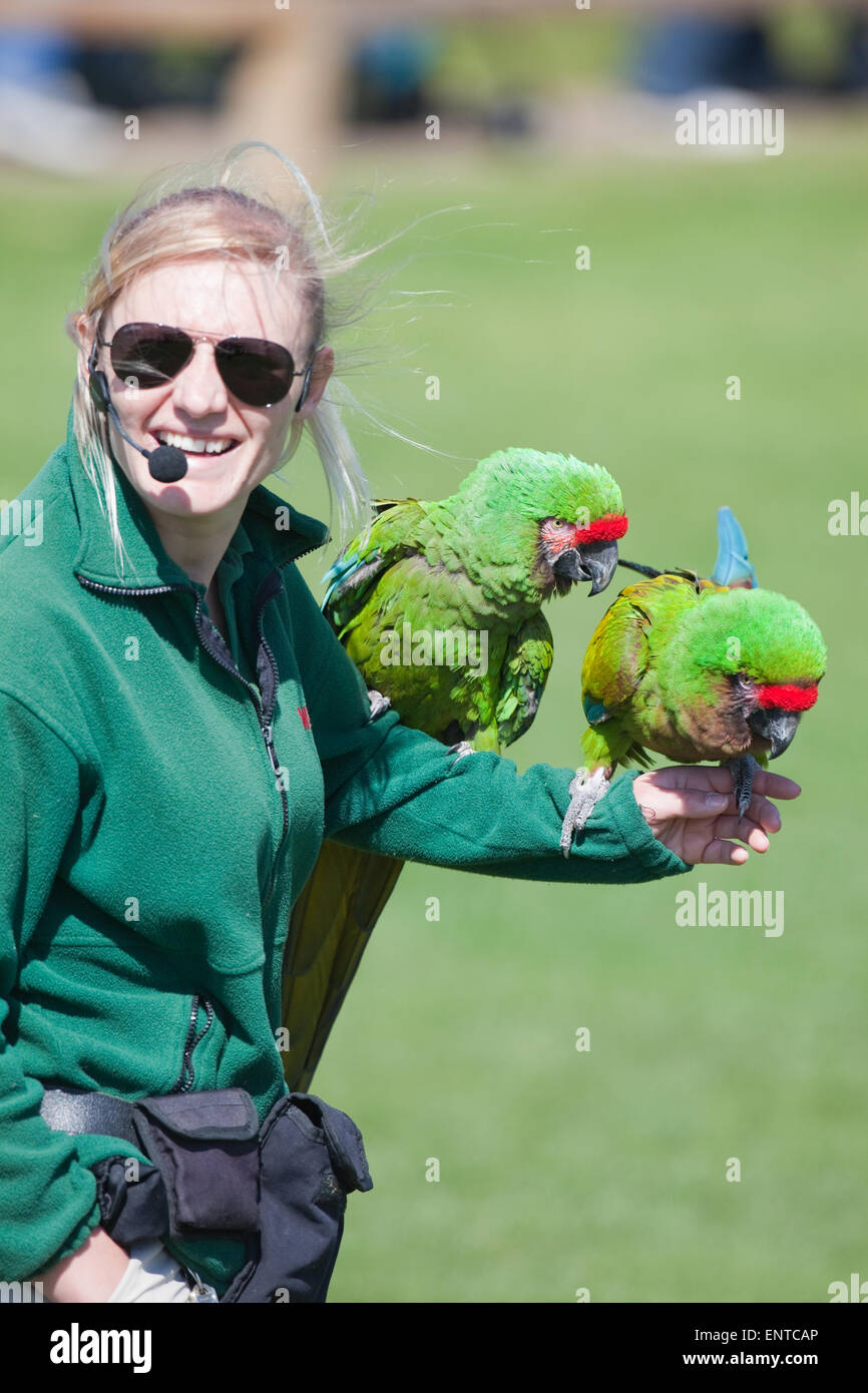 Il presentatore del volo libero addestrati Macaws militare (Aramilitaris), alla visita di membri e visitatori. Whipsnade Zoo. Foto Stock