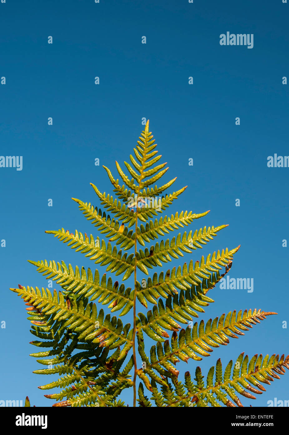 Bracken foglia contro un cielo blu, REGNO UNITO Foto Stock