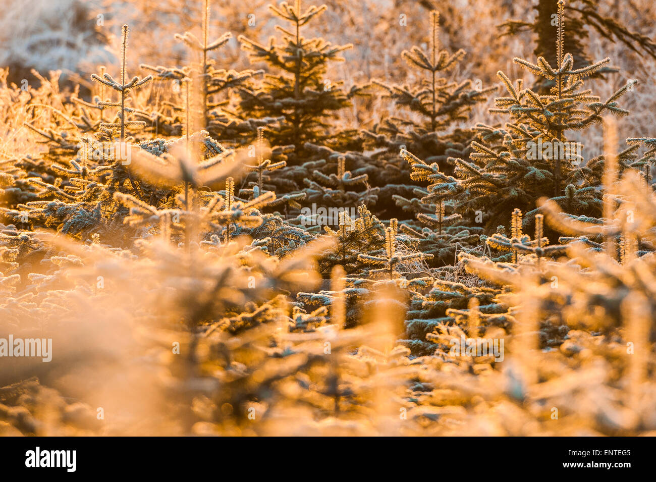 Coperto di brina Sitka Spruce alberi di Natale in Scozia in una scena invernale Foto Stock