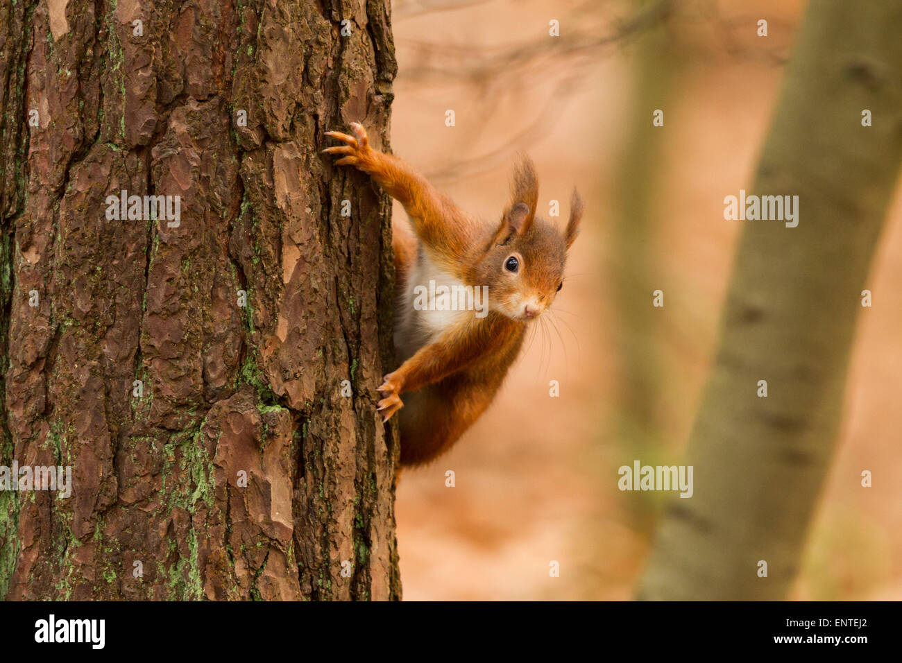 Red scoiattolo (Sciurus vulgaris) in una foresta, REGNO UNITO Foto Stock
