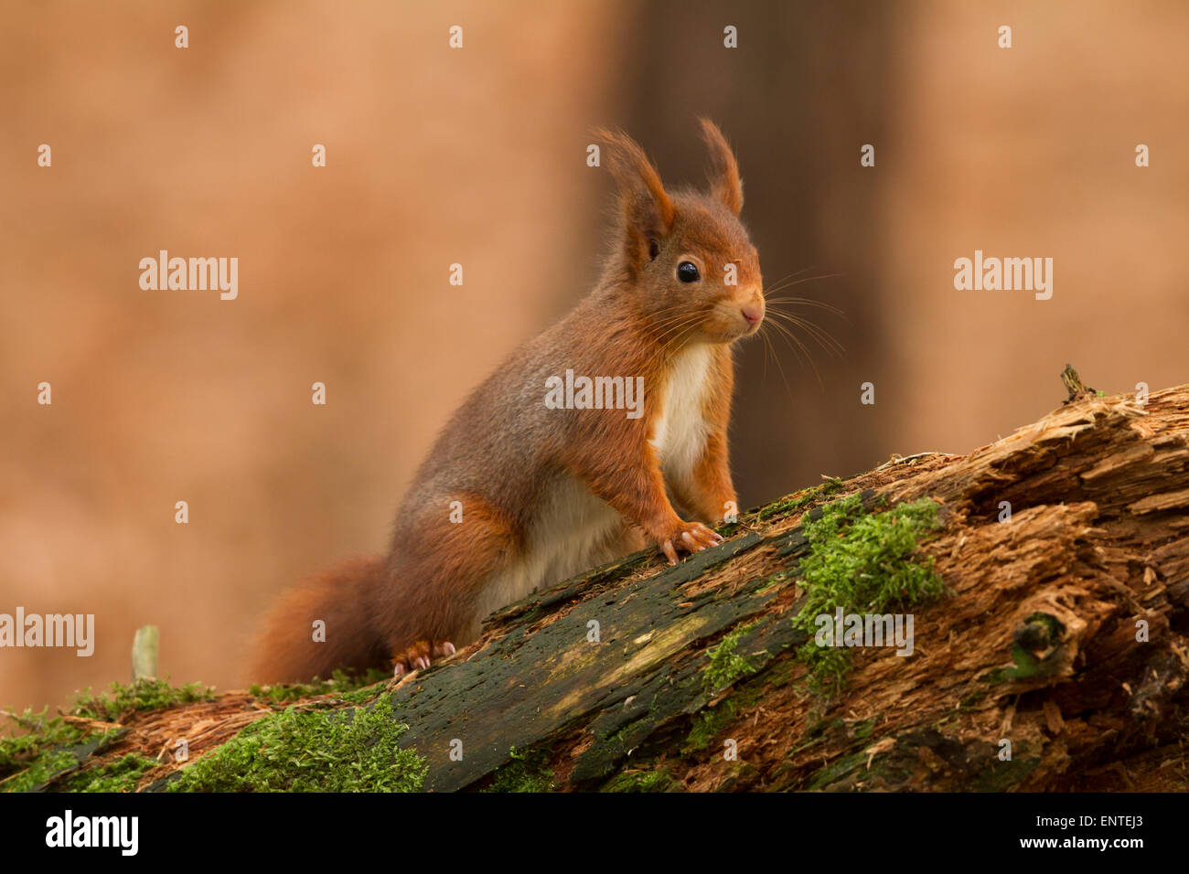 Red scoiattolo (Sciurus vulgaris) in una foresta in Inghilterra, autunno, REGNO UNITO Foto Stock