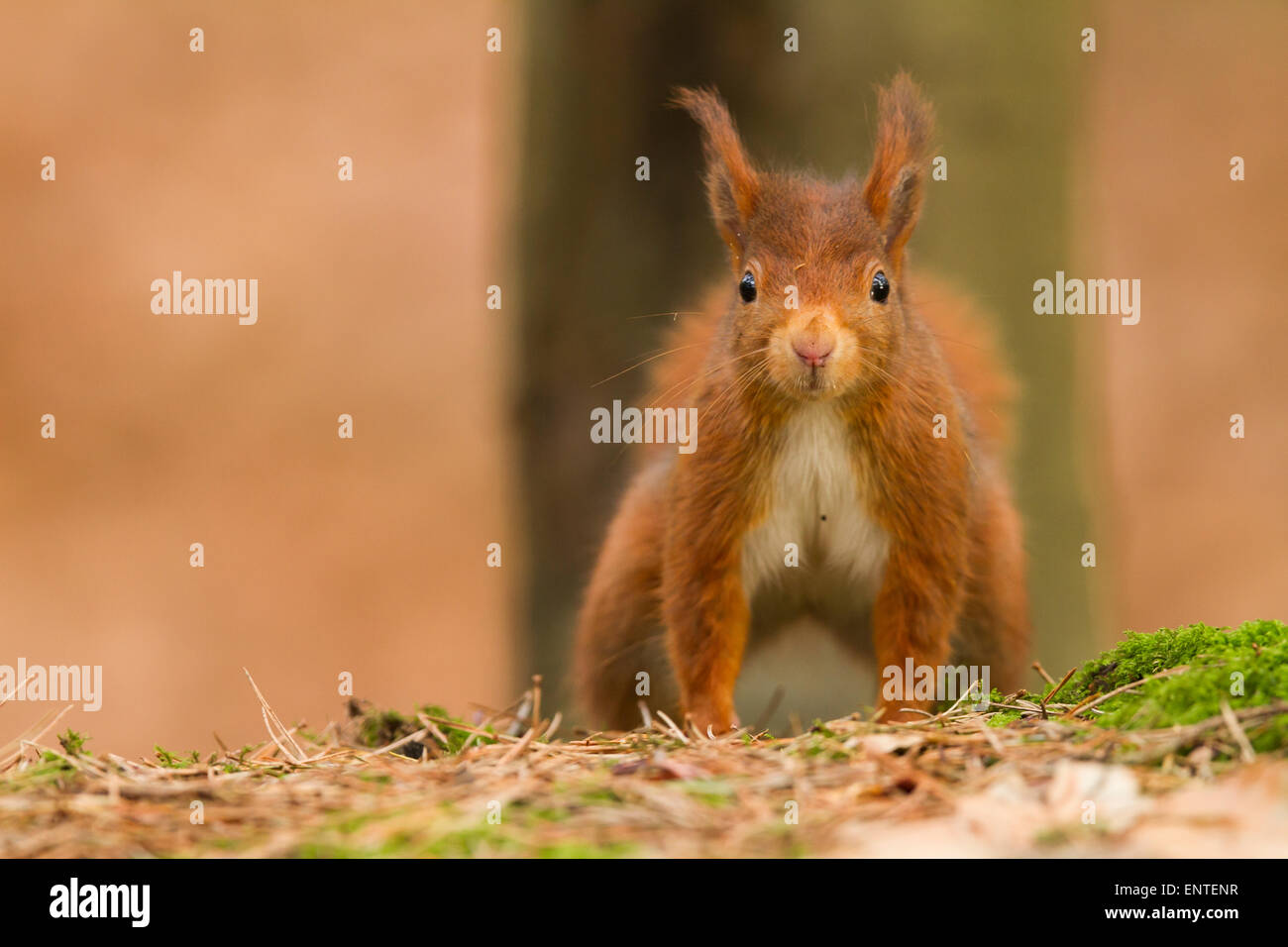 Red scoiattolo (Sciurus vulgaris) nel bosco, England, Regno Unito Foto Stock