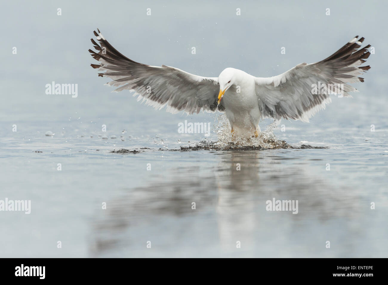 Herring Gull Flying, Regno Unito Foto Stock