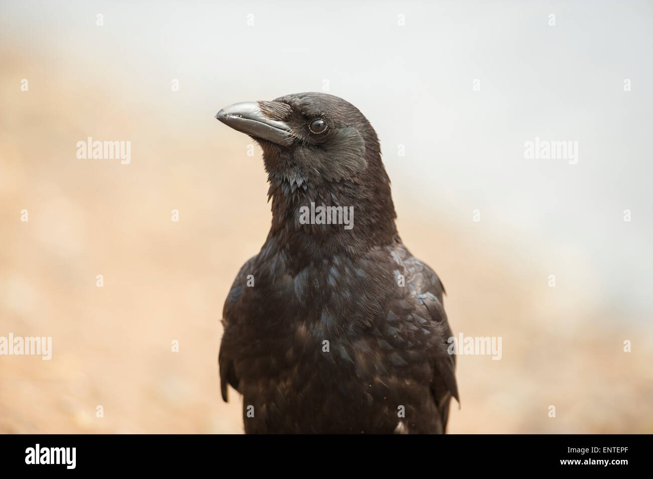 Close up di un Carrion Crow, REGNO UNITO Foto Stock