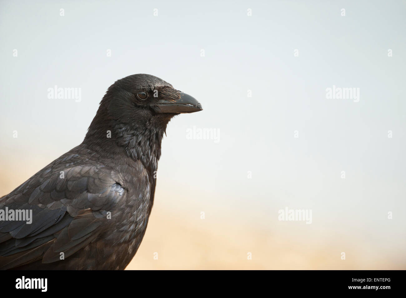 Close-up di un Carrion Crow, REGNO UNITO Foto Stock