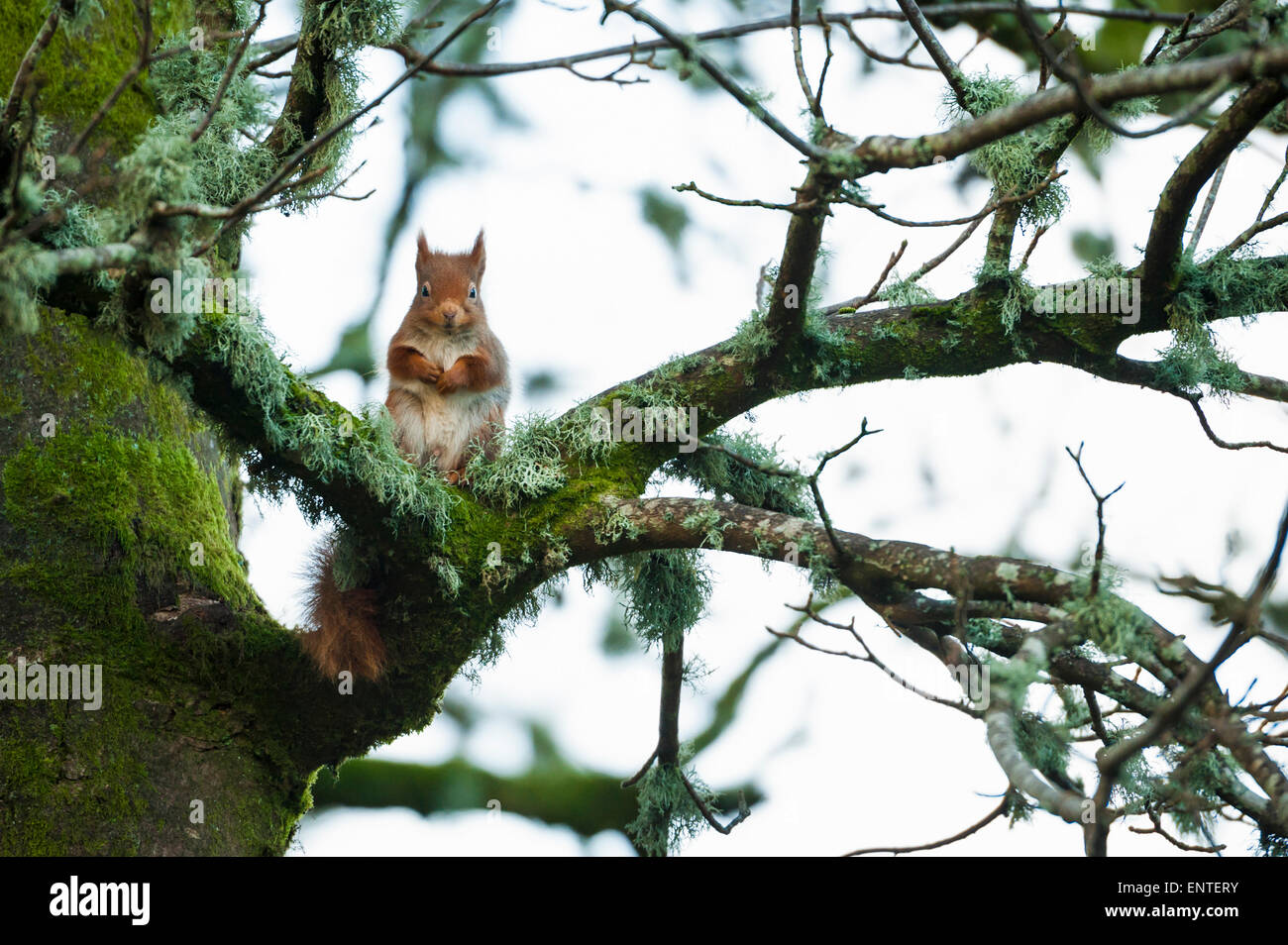 Red scoiattolo (Sciurus vulgaris) in una struttura ad albero in Galloway Forest National Park, Scotland, Regno Unito Foto Stock