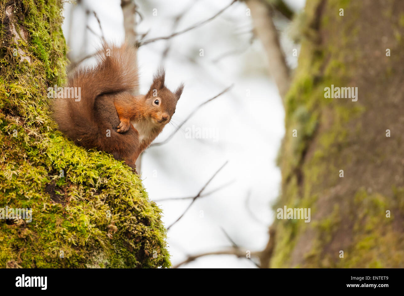 Red scoiattolo (Sciurus vulgaris), Galloway Forest Park, Scozia, graffiare un prurito Foto Stock