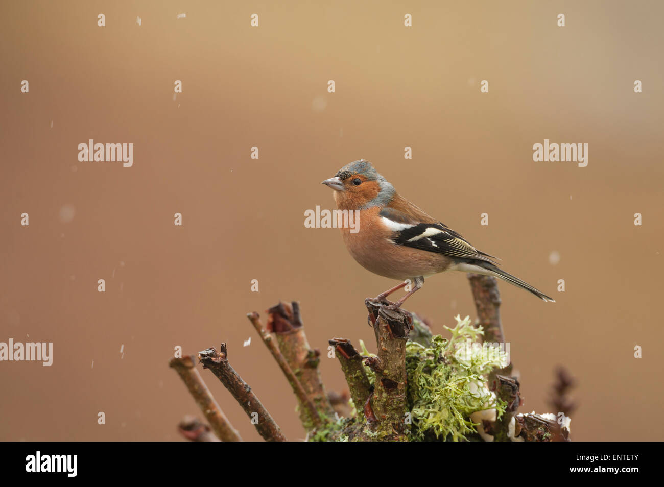 Chaffinch (Fringilla coelebs) nella neve. Garden Birds, Regno Unito Foto Stock