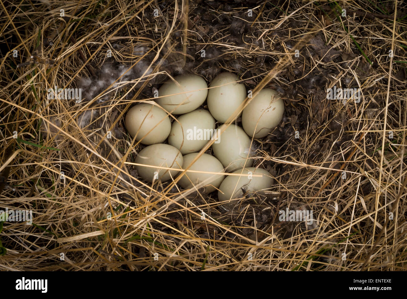 Nido pieno di uova di anatra Foto Stock