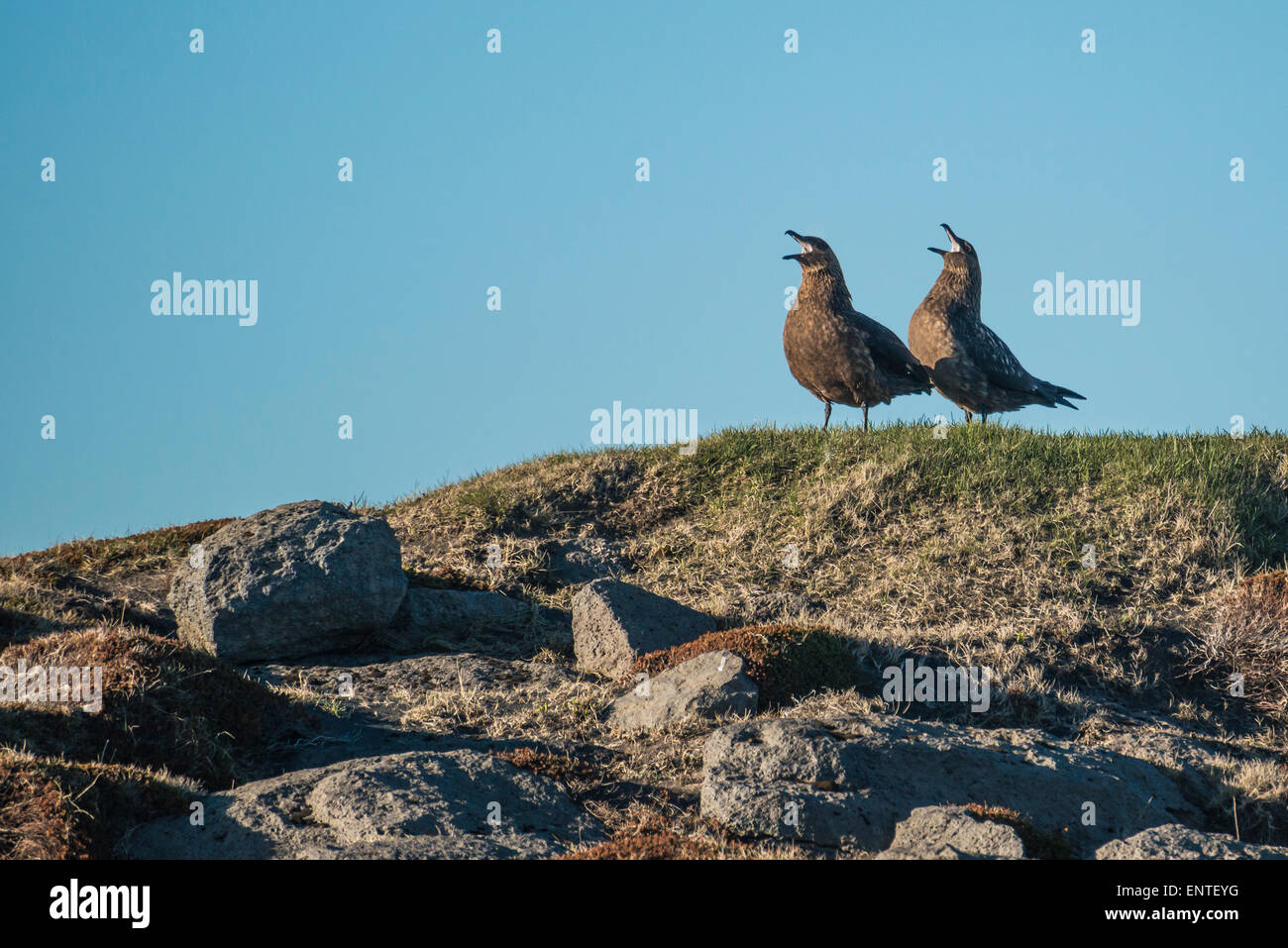 Arctic Skua uccelli chiamando, Ingolfshofdi Cape, Islanda Foto Stock