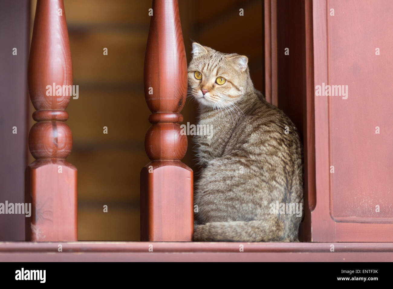Domestico gatto tabby in home interno Foto Stock