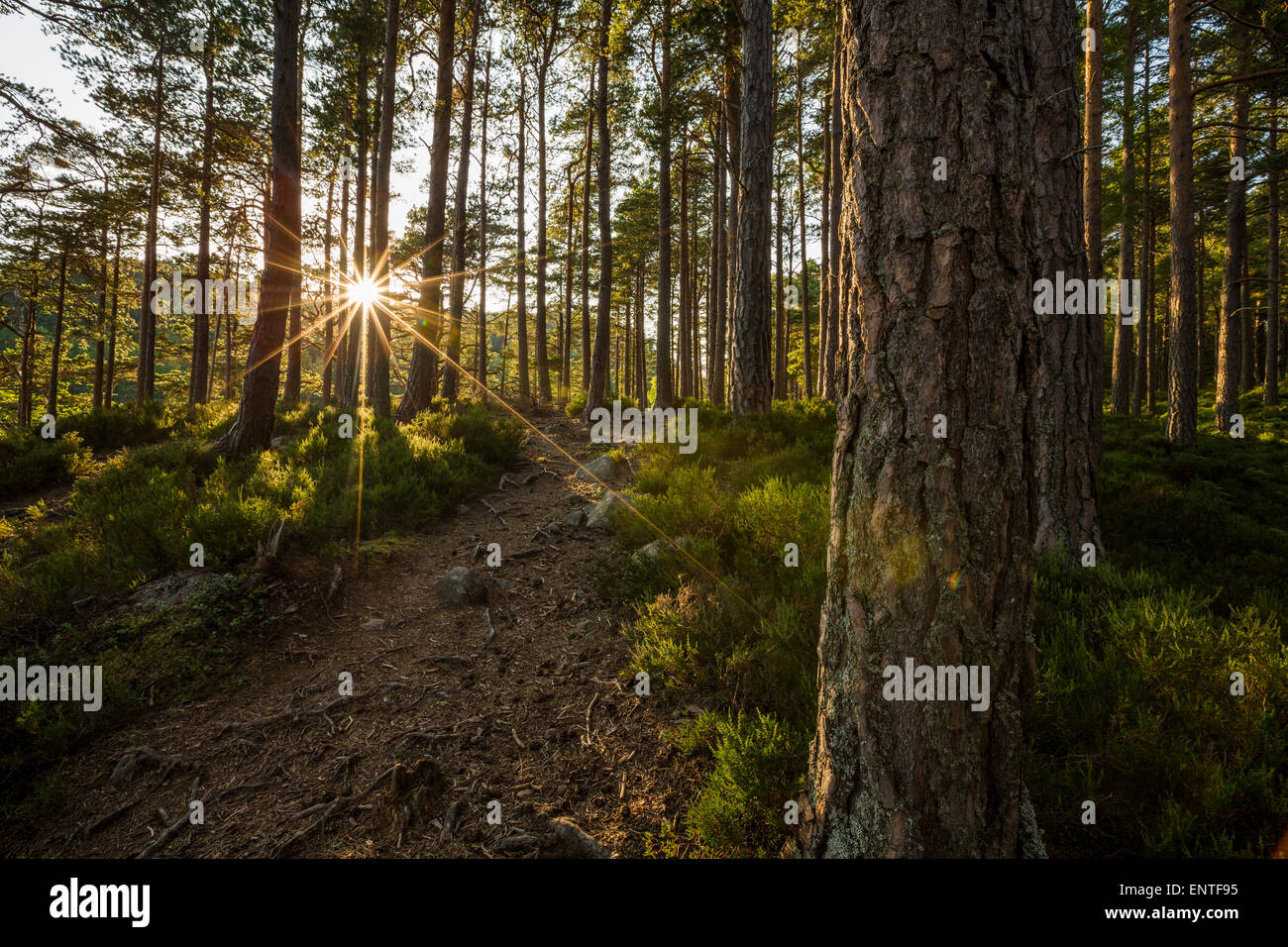 Bella strada forestale nel bosco Rothiemurchus, Cairngorms National Park, Highlands della Scozia, Regno Unito Foto Stock