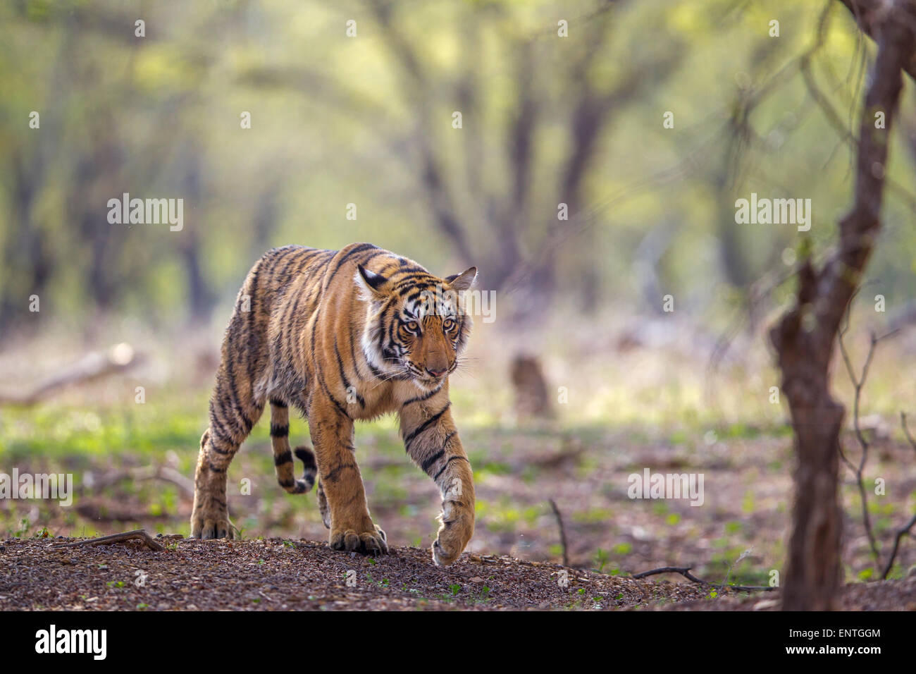 Un bambino di 13 mesi Tiger camminare vicino a rajbaug area a Ranthambhore foresta. [Panthera Tigris] Foto Stock